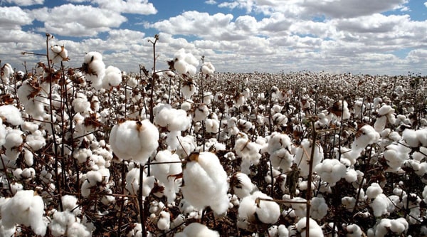 10 Consejos para que tus prendas de algodón estén como nuevas